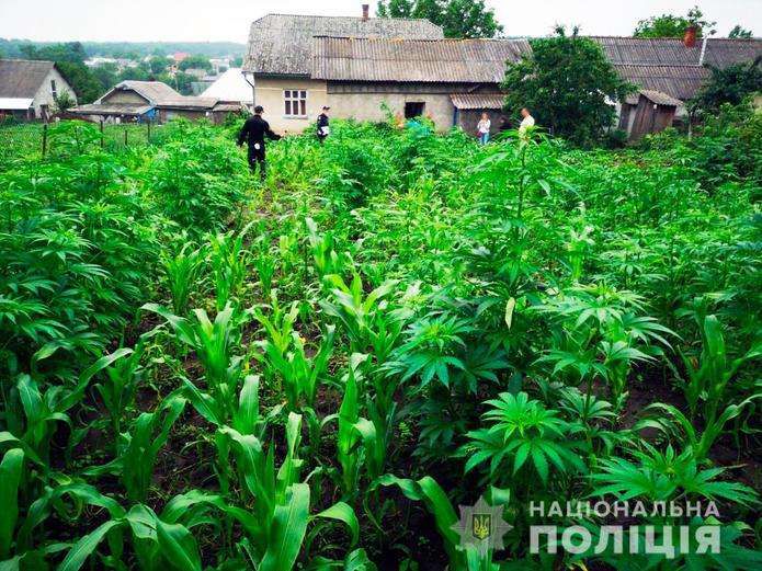 У Кіцманському районі поліція накосила конопель